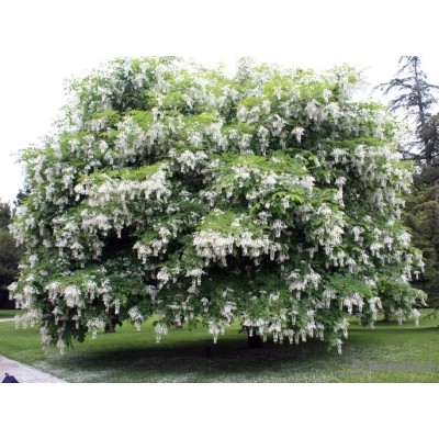 Акация белая саженцы купить в Алматы в Казахстане Лиственные деревья питомник растений PLANTS